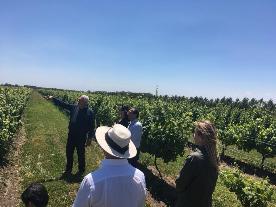 Buenos Aires´Wine Tour. Visit a vineyard in the countryside and taste its wines.
