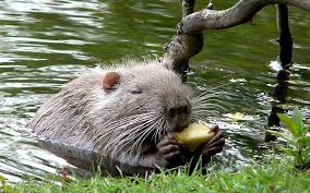 Buenos Aires´Lakes & Woods guided Tour. Contact with an amazing wildlife, flowers & trees, while locals picnic, run and skate.