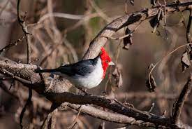 Buenos Aires´Ecological Reserve Tour. Enjoy trekking surrounded by nature, getting to the banks of the world's widest river.