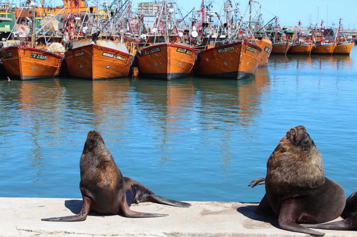 Viaje en el día a Mar del Plata, a 450 km de Buenos Aires. El balneario más grande de Argentina y destino cultural. City tour incluído